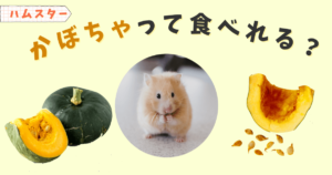 ハムスター　かぼちゃ